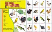 Демонстрационные карточки "Птицы домашние и декоративные" - fgospostavki.ru - Полевской