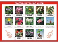 Таблица демонстрационная "Растения Красной книги" (винил 70*100) - fgospostavki.ru - Полевской