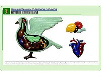 Рельефная таблица "Внутреннее строение голубя" (формат А1, матовое ламинирование) - fgospostavki.ru - Полевской