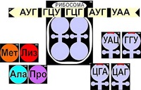Модель-аппликация "Биосинтез белка" (ламинированная) - fgospostavki.ru - Полевской
