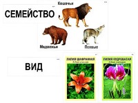Модель-аппликация "Классификация растений и животных" (ламинированная) - fgospostavki.ru - Полевской