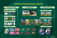 Электрифицированный стенд "Уровни организации жизни" - fgospostavki.ru - Полевской