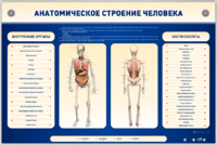Электрифицированный стенд-тренажер c макетом скелета "Анатомическое строение человека" - fgospostavki.ru - Полевской