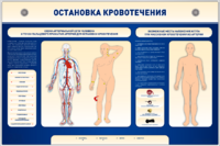 Электрифицированный стенд-тренажер "Остановка кровотечения" - fgospostavki.ru - Полевской