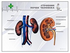 Стенд "Строение почки человека" - fgospostavki.ru - Полевской