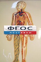 Модель барельефная "Кровеносная система человека" - fgospostavki.ru - Полевской