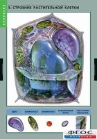 Комплект таблиц. Биология. Вещества растений. Клеточное строение. - fgospostavki.ru - Полевской