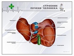 Стенд "Строение печени человека" - fgospostavki.ru - Полевской