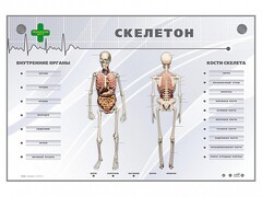 Электрифицированный стенд-тренажер "Скелетон" - fgospostavki.ru - Полевской