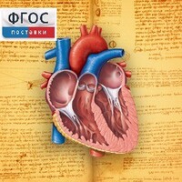 Анатомия (Цифровой атлас школьника) - fgospostavki.ru - Полевской