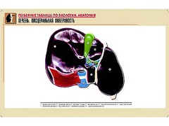 Рельефная таблица "Печень. Висцеральная поверхность" (формат А1, матовое ламинирование) - fgospostavki.ru - Полевской