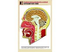 Рельефная таблица "Сагиттальный разрез головы" (формат А1, матовое ламинирование) - fgospostavki.ru - Полевской