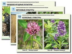 Гербарий фотографический "Сельскохозяйственные растения России" - fgospostavki.ru - Полевской