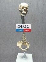 Модель "Позвоночник с черепом и тазом" - fgospostavki.ru - Полевской