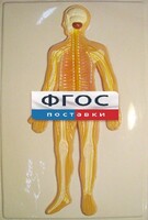 Модель барельефная "Нервная система человека" - fgospostavki.ru - Полевской