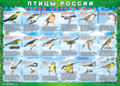 Комплект таблиц "Птицы России (4 листа)" (100х140 сантиметров, винил) - fgospostavki.ru - Полевской