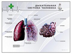 Стенд "Дыхательная система человека" - fgospostavki.ru - Полевской