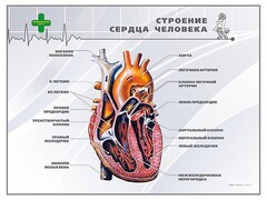 Стенд "Строение сердца человека" - fgospostavki.ru - Полевской