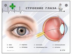 Интерактивный стенд "Строение глаза" - fgospostavki.ru - Полевской