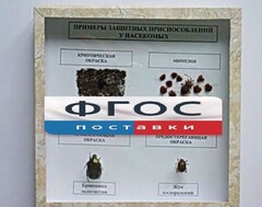 Коллекция энтомологическая "Примеры защитных приспособлений у насекомых" - fgospostavki.ru - Полевской