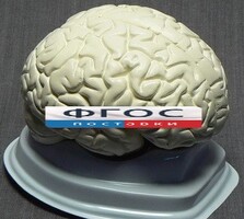 Модель "Мозг в разрезе" (белый) - fgospostavki.ru - Полевской