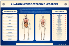 Электрифицированный стенд-тренажер c макетом скелета "Анатомическое строение человека" - fgospostavki.ru - Полевской