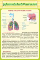 Стенд "Дыхательная система" - fgospostavki.ru - Полевской