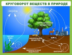 Стенд "Круговорот веществ" - fgospostavki.ru - Полевской