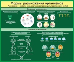 Стенд "Формы размножения организмов" - fgospostavki.ru - Полевской