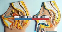 Модель барельефная "Таз мужской и таз женский" - fgospostavki.ru - Полевской