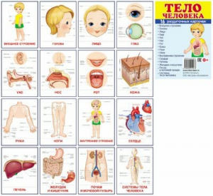 Раздаточные карточки "Тело человека" - fgospostavki.ru - Полевской