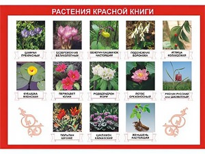 Таблица демонстрационная "Растения Красной книги" (винил 100*140) - fgospostavki.ru - Полевской