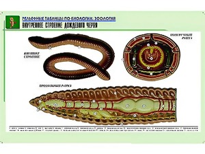 Рельефная таблица "Внутреннее строение дождевого червя" (формат А1, матовое ламинирование) - fgospostavki.ru - Полевской