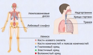 Интерактивные курсы. Биология 9 класс. Базовый. - fgospostavki.ru - Полевской