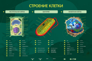 Электрифицированный стенд "Строение клетки" с маркерными полями - fgospostavki.ru - Полевской