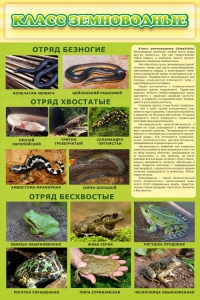 Стенд "Класс земноводные" - fgospostavki.ru - Полевской