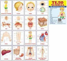 Раздаточные карточки "Тело человека" - fgospostavki.ru - Полевской