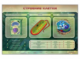 Электрифицированный стенд "Строение клетки" с маркерными полями - fgospostavki.ru - Полевской