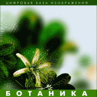 Ботаника. (Цифровая база изображений) - fgospostavki.ru - Полевской