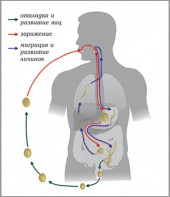 Модель-аппликация Цикл развития аскариды - fgospostavki.ru - Полевской