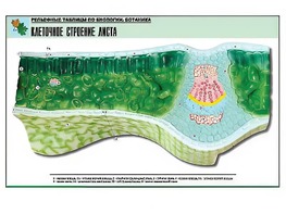 Рельефная таблица "Клеточное строение листа" (формат А1, матовое ламинирование) - fgospostavki.ru - Полевской