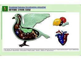 Рельефная таблица "Внутреннее строение голубя" (формат А1, матовое ламинирование) - fgospostavki.ru - Полевской