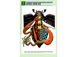 Рельефная таблица "Внутреннее строение жука" (формат А1, матовое ламинирование) - fgospostavki.ru - Полевской