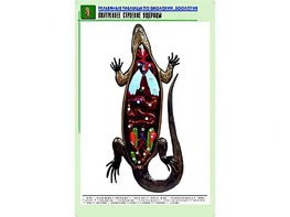 Рельефная таблица "Внутреннее строение ящерицы" (формат А1, матовое ламинирование) - fgospostavki.ru - Полевской