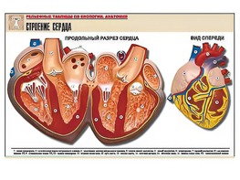 Рельефная таблица "Строение сердца" (формат А1, матовое ламинирование) - fgospostavki.ru - Полевской