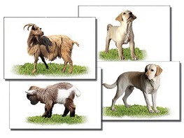 Набор карточек "Домашние животные" (раздаточные) - fgospostavki.ru - Полевской