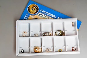 Коллекция "Раковины моллюсков" - fgospostavki.ru - Полевской
