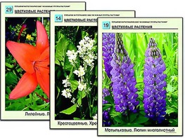 Гербарий фотографический "Основные группы растений" - fgospostavki.ru - Полевской