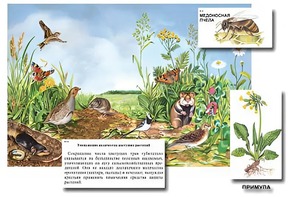 Магнитный плакат-аппликация "Луг: биоразнообразие и взаимосвязи в сообществе" - fgospostavki.ru - Полевской