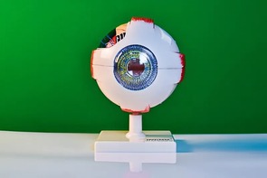 Модель глаза - fgospostavki.ru - Полевской